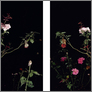 [thumbnail of The Rose Gardens (display III) (I) & (II).jpg]