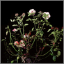 [thumbnail of Sarah Jones The Rose Gardens (display II)  (III) 2008.jpg]