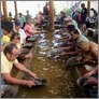 [thumbnail of Peter Oakley Tourists Panning for Gold 2009.jpg]