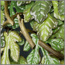 [thumbnail of Fig Leaf_detail 1.jpg]