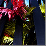 [thumbnail of Sweetest empire detail of plants]