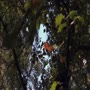 [thumbnail of Wakehurst_Mynaturewatch.mov]