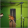 [thumbnail of Green Screen Shoot Production Image]