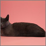 [thumbnail of Claire Bandy lent us Phoebe (CH Troika La Bayadere) the Russian Blue to photograph]