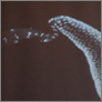 [thumbnail of Trish_Lyons_Microscopy_2009.JPG]